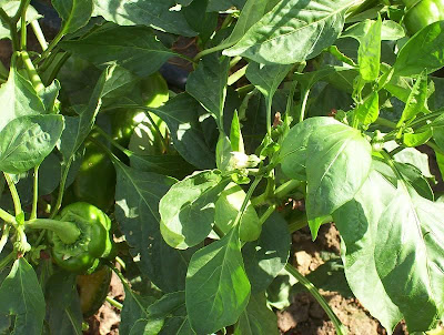 Cayenne pepper