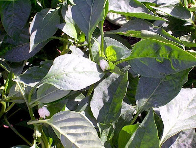 Cayenne pepper