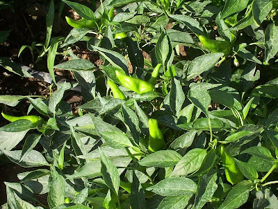 Cayenne pepper