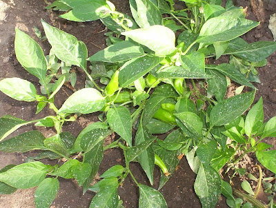 Cayenne pepper