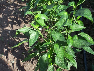 Cayenne pepper