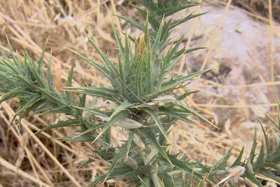 Saffron thistle