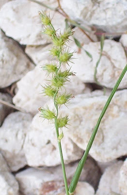 Coastal sandbur Coastal sandbur