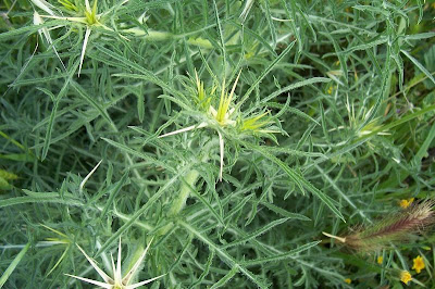 Fiordaliso stellato Fiordaliso stellato