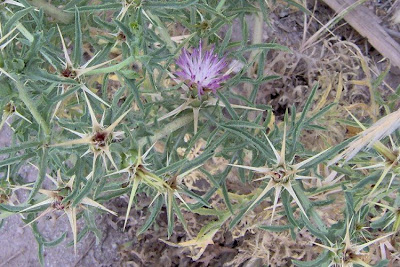 Fiordaliso stellato Fiordaliso stellato