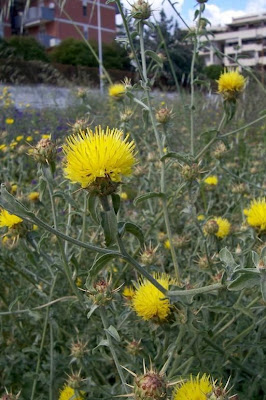 Centaurea nizzarda Centaurea nizzarda