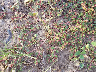 Chamaesyce canescens (L.) Prokh.