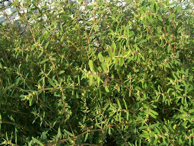 Spotted spurge