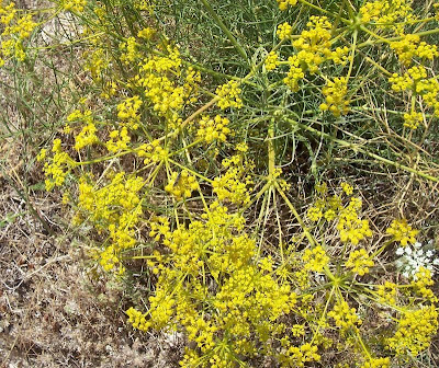 Cachrys libanotis,
Basilisco liscio Cachrys libanotis,
Basilisco liscio