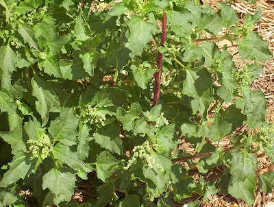 Nettle-leaf goosefoot