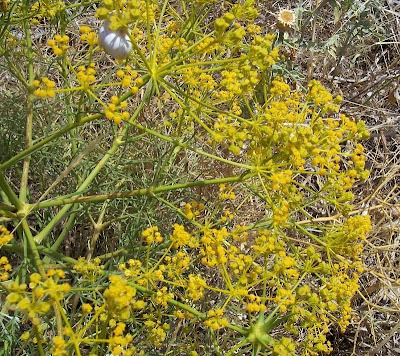 Cachrys libanotis,
Basilisco liscio Cachrys libanotis,
Basilisco liscio