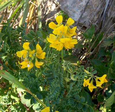 Cornetta di Valenza