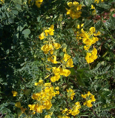 Cornetta di Valenza