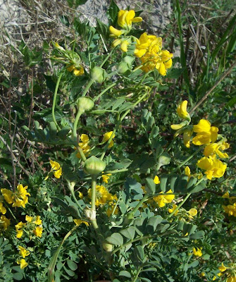 Cornetta di Valenza
