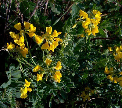 Cornetta di Valenza