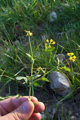 Alacranera común Alacranera común