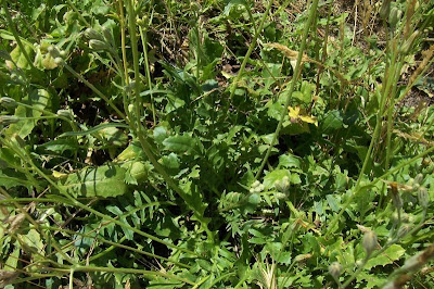Radicchiella tirrenica