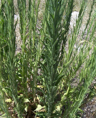 Guernsey Fleabane Guernsey Fleabane