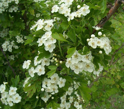 Oneseed hawthorn Oneseed hawthorn