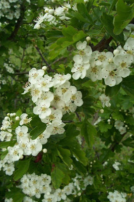 Oneseed hawthorn Oneseed hawthorn