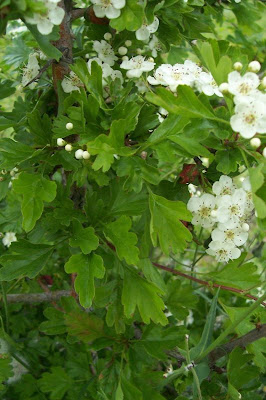 Oneseed hawthorn Oneseed hawthorn