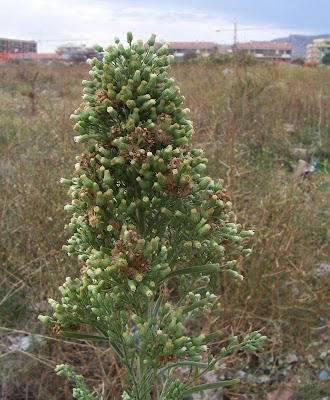 Saeppola di Naudin
