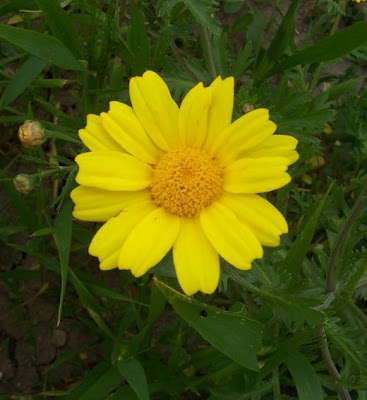 Ingrassabue