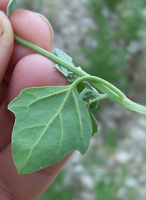 Farinello viburniforme Farinello viburniforme