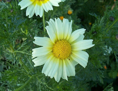 Chrysanthemum coronarium L.