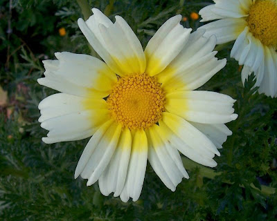 Chrysanthemum coronarium L.