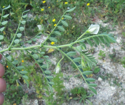 Garbanzo
