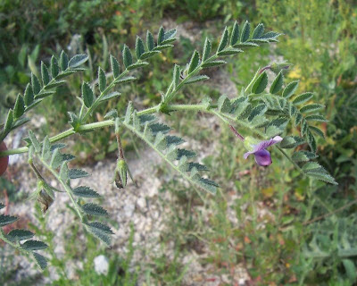 Garbanzo
