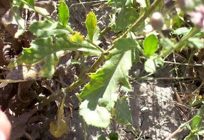 Acker-Distel