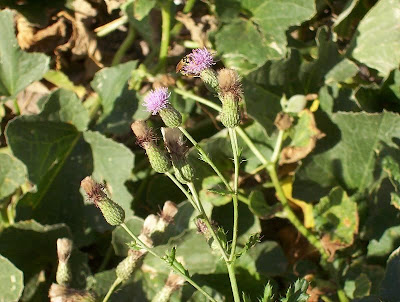 Acker-Distel