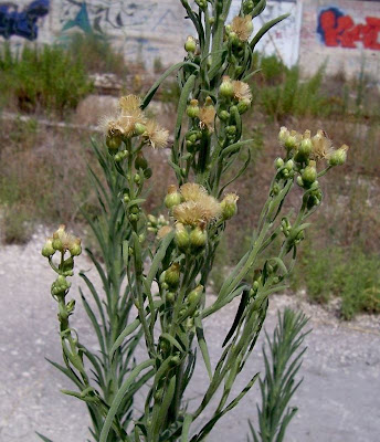 Saeppola di Naudin