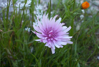 Radicchiella rosea Radicchiella rosea