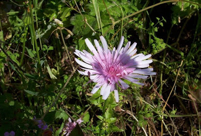 Radicchiella rosea Radicchiella rosea