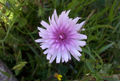 Radicchiella rosea Radicchiella rosea