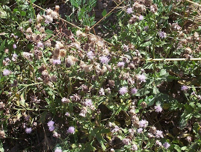 Acker-Distel