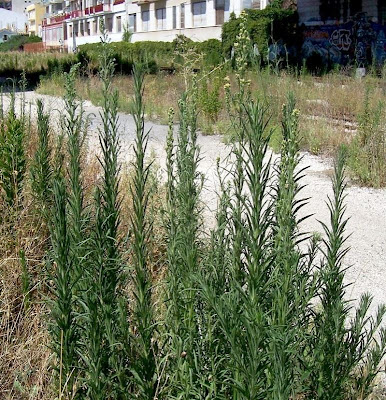 Saeppola di Naudin