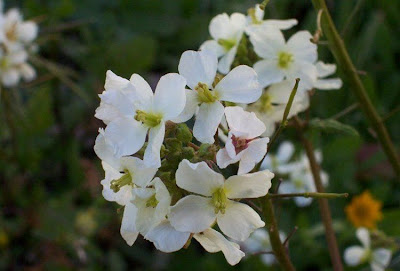 Fausse roquette