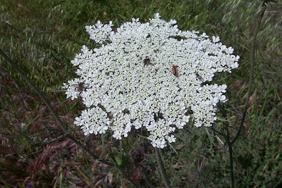 Carota coltivata Carota coltivata