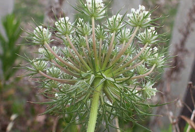 Carota coltivata Carota coltivata