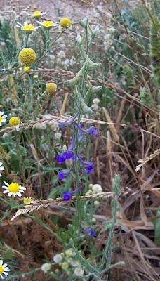 Delphinium halteratum S. et S.