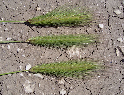 Grano villoso Grano villoso