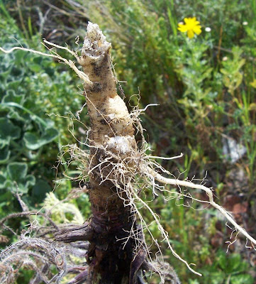 Carota coltivata Carota coltivata