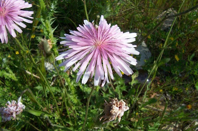 Radicchiella rosea Radicchiella rosea