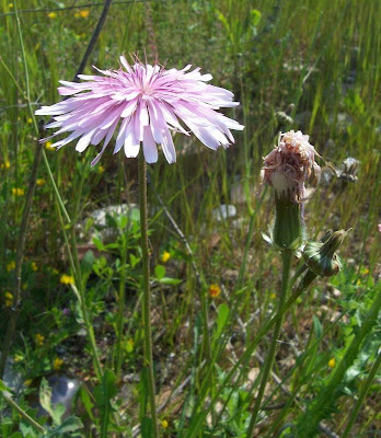 Radicchiella rosea Radicchiella rosea