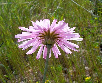 Radicchiella rosea Radicchiella rosea