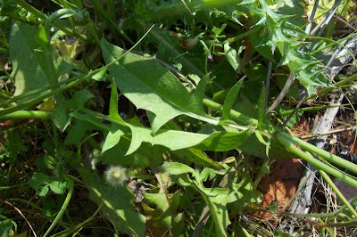 Radicchiella rosea Radicchiella rosea